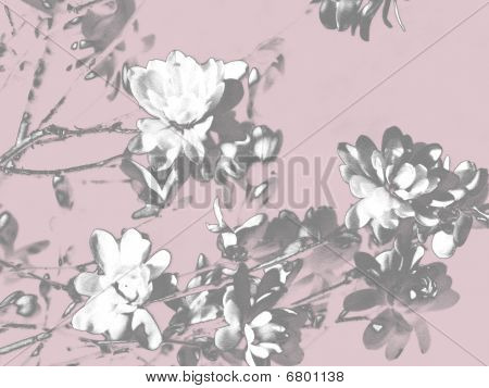 Zacieniowane Magnolie