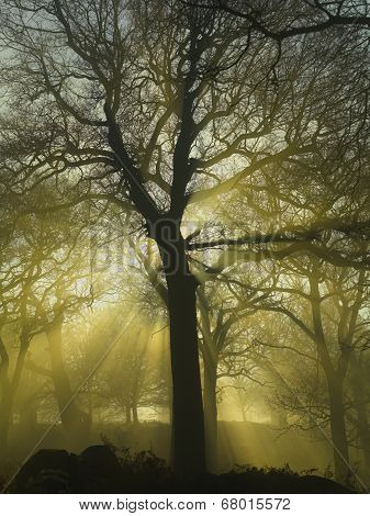 Tree in fog