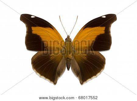 Isolated Tropical Butterfly Historis Odius