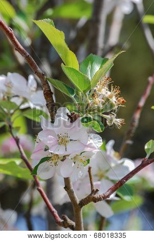White apple flowers branch