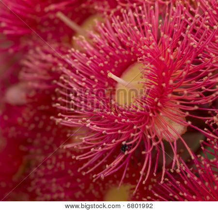 Røde blomster Gum træ Eucalyptus Phytocarpa