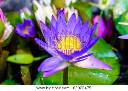 Beautiful Lotus