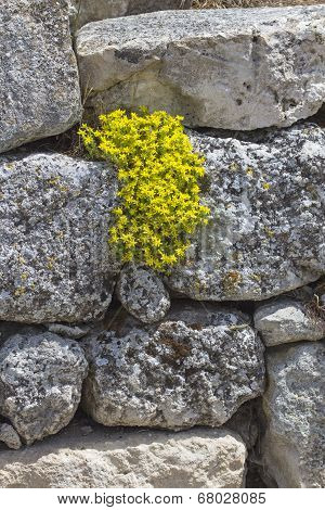 Yellow Flowers On A Stone Wall
