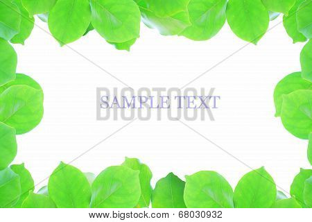 Leaf picture frame