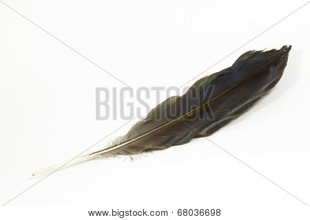 Single Shiny Hadeda Ibis Feather On White
