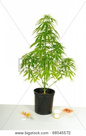 Cannabis plant sitting on a table with Marijuana joints and medical; marijuana bottle, urine bottle and biohazard bag
