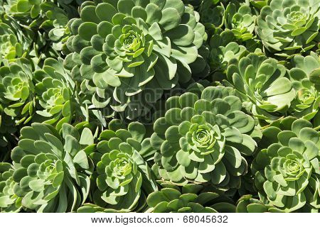 Healthy Green Succulent Plant Crassulaceae