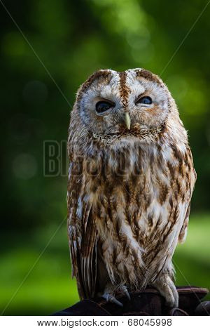 Barred Owl (strix Varia)