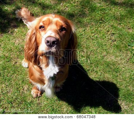 Cockier Spaniel