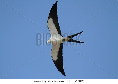Swallow-tailed Kite