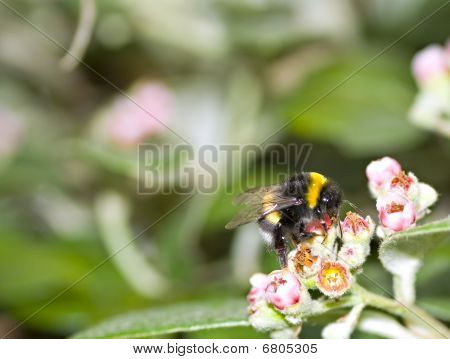 Bumble Bee