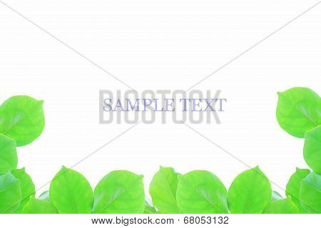 Leaf picture frame