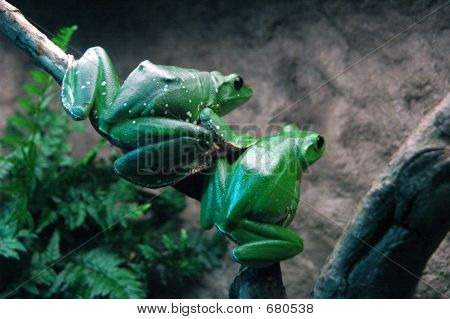 Frog1