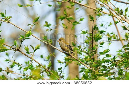 European greenfinch.Spring landscape. Spring etude.