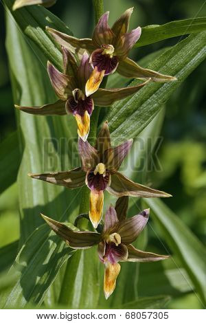 Giant Helleborine