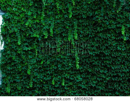wild vines winding up the wall