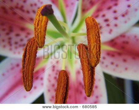 Stargazer Lilly makro