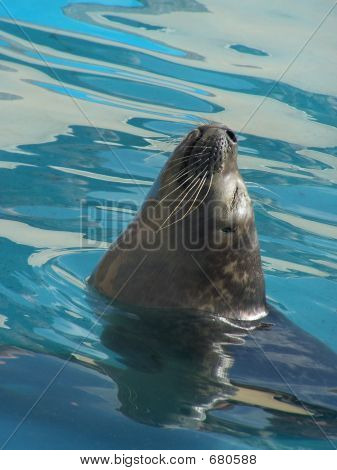 Seal fange stråler
