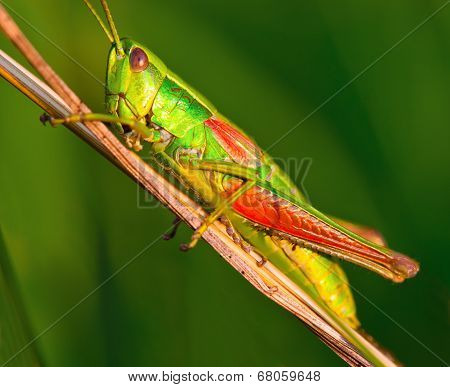 Grasshopper On A Halm Of Grass In Summer