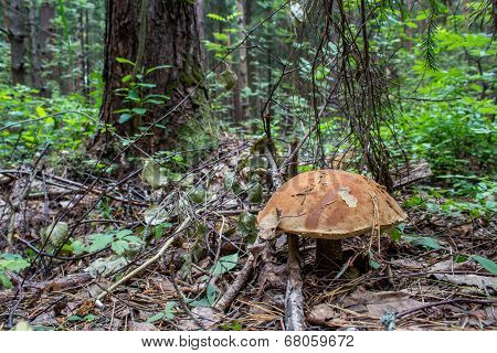 Early boletus