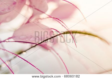 Cleome Hassleriana Or Spider Flower Or Spider Plant