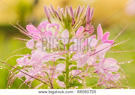 Cleome Hassleriana Or Spider Flower Or Spider Plant