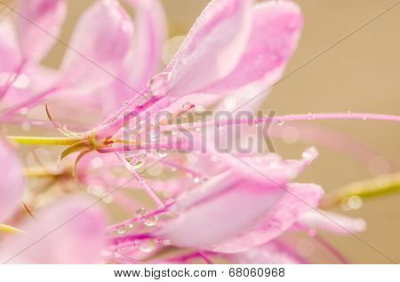 Cleome Hassleriana Or Spider Flower Or Spider Plant