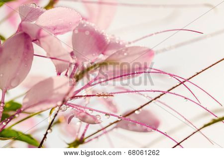 Cleome Hassleriana Or Spider Flower Or Spider Plant