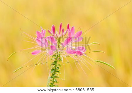 Cleome Hassleriana Or Spider Flower Or Spider Plant