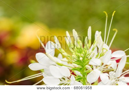 Cleome Hassleriana Or Spider Flower Or Spider Plant