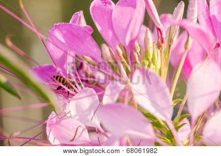 Cleome Hassleriana Or Spider Flower Or Spider Plant