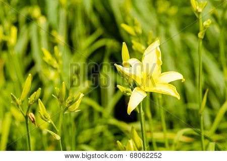 Yellow Day-lily