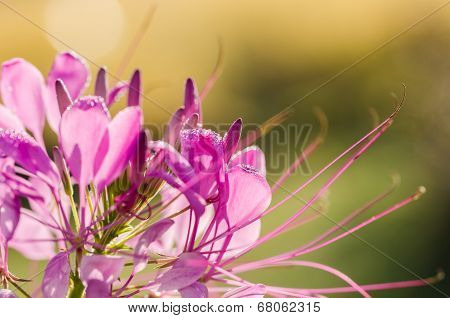 Cleome Hassleriana Or Spider Flower Or Spider Plant