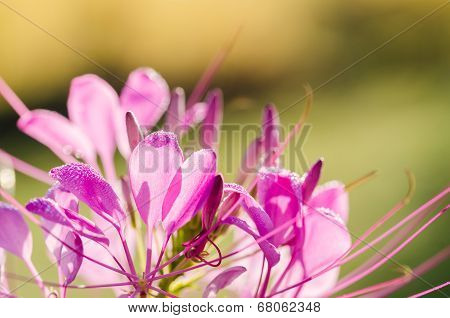 Cleome Hassleriana Or Spider Flower Or Spider Plant