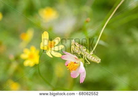 Cosmos Sulphureus Flower And Mantis