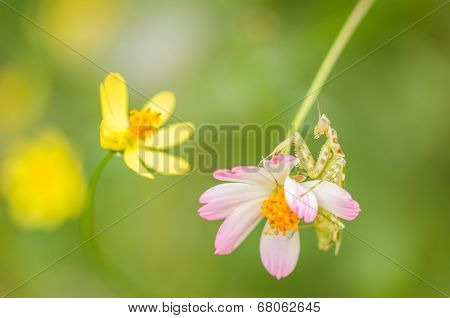 Cosmos Sulphureus Flower And Mantis