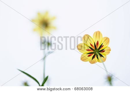 Cosmos Sulphureus Flower