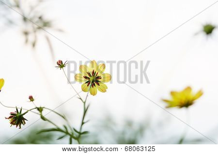 Cosmos Sulphureus Flower