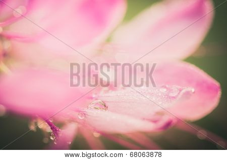 Cleome Hassleriana Or Spider Flower Or Spider Plant