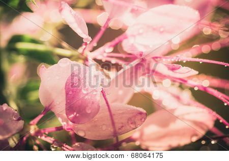 Cleome Hassleriana Or Spider Flower Or Spider Plant