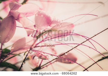 Cleome Hassleriana Or Spider Flower Or Spider Plant