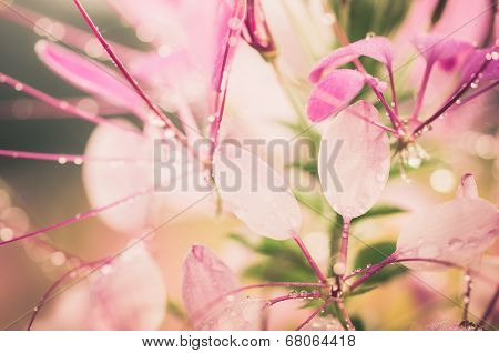 Cleome Hassleriana Or Spider Flower Or Spider Plant