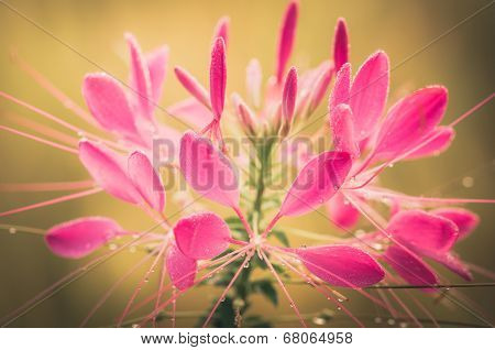 Cleome Hassleriana Or Spider Flower Or Spider Plant