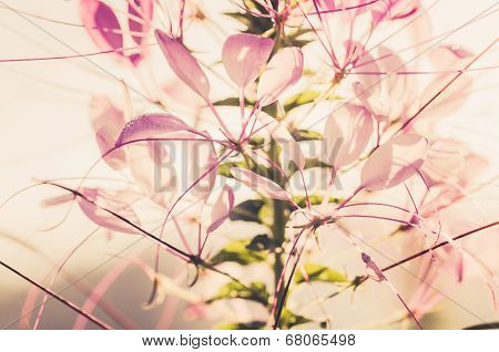 Cleome Hassleriana Or Spider Flower Or Spider Plant