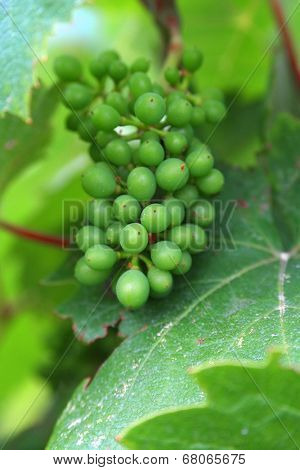 The image of the grapes