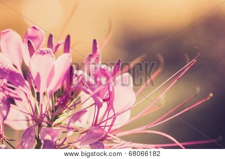 Cleome Hassleriana Or Spider Flower Or Spider Plant