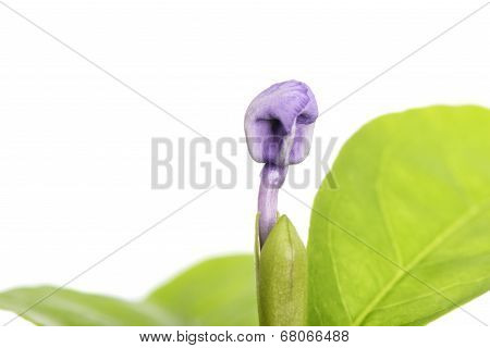 Violet Brunfelsia Jasmine Flower