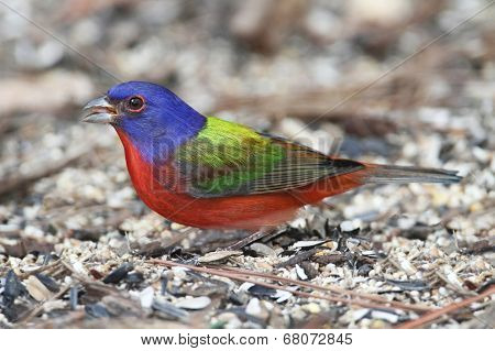 Painted Bunting (passerina Ciris)