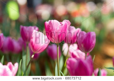 Beautiful orange tulips flower in the garden