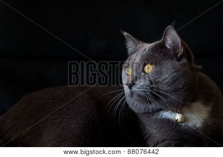 Scary Gray Cat